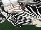 Zebra Ovnsværte